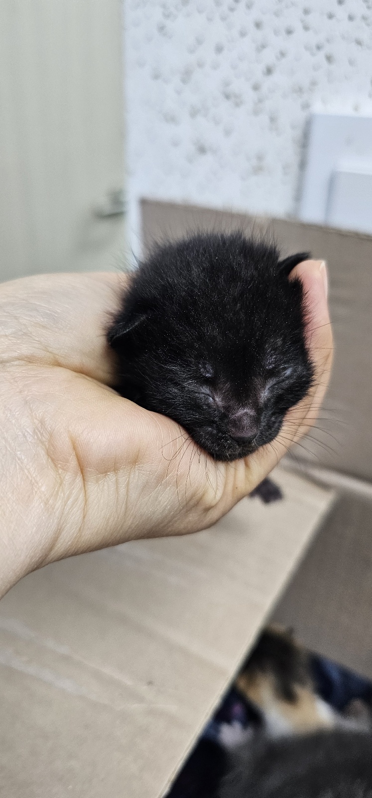 강릉시 동물사랑센터_442420202500178